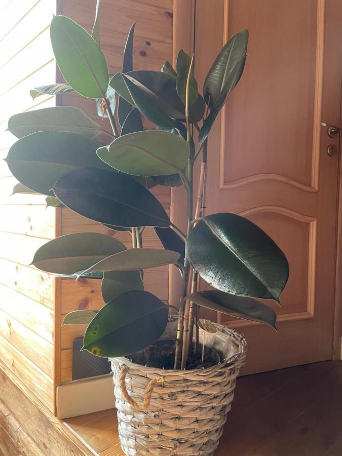 Apartment Stebuklas Coliving Vilnius